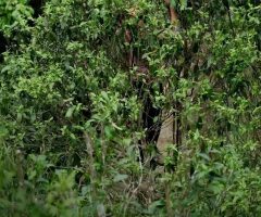 Old Tree Tea: Xiaomeng Song Ancient Tree in 2023