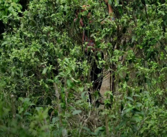 Old Tree Tea: Xiaomeng Song Ancient Tree in 2023